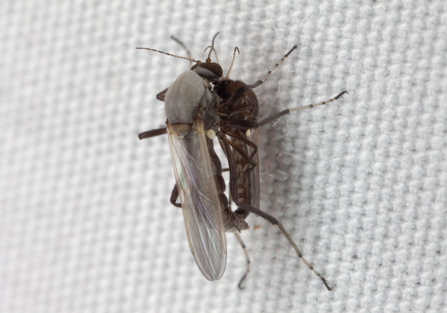 Nilobezzia mallochi? Ceratopogonidae