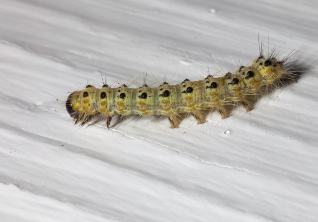 Hyphantria cunea Erebidae