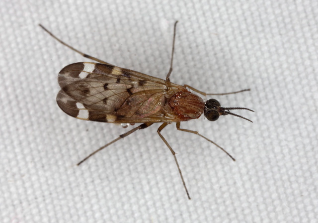 Sylvicola (Sylvicola) alternatus Anisopodidae