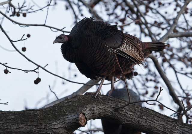 Meleagris gallopavo Phasianidae