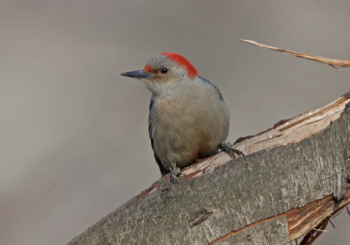 Melanerpes carolinus Picidae