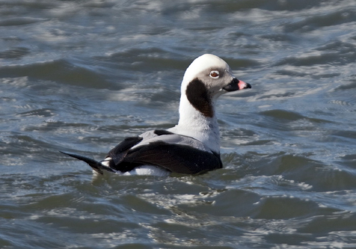 Clangula hyemalis Anatidae