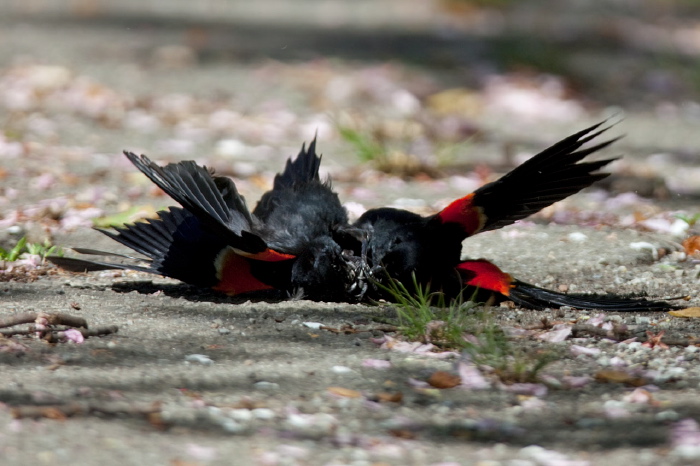 Agelaius phoeniceus Icteridae