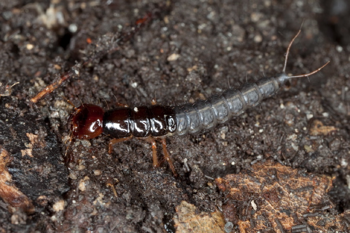 Tasgius sp.? Staphylinidae