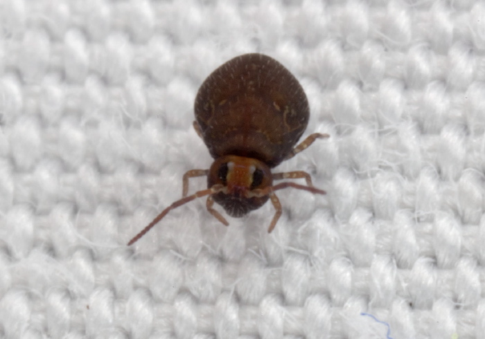 Bourletiella hortensis Bourletiellidae