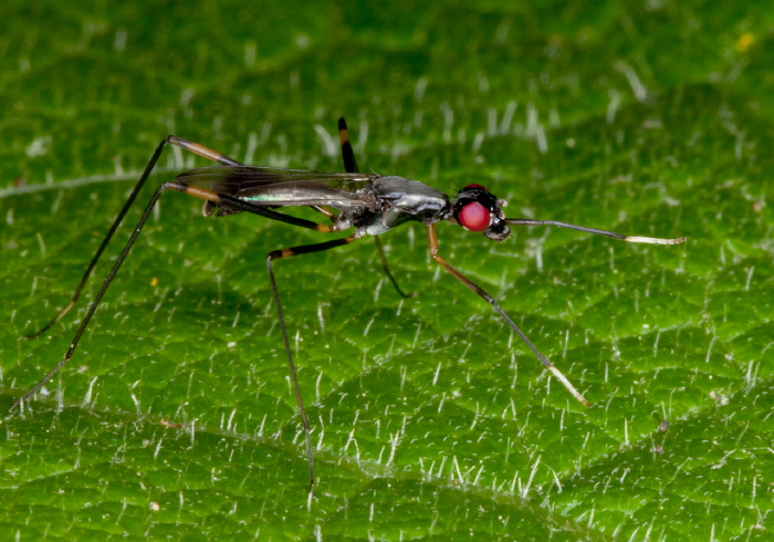 Rainieria antennaepes Micropezidae