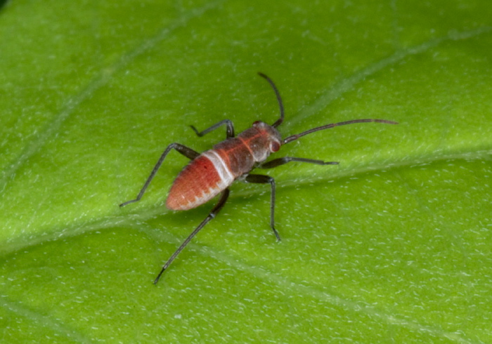 Lopidea sp.? Miridae