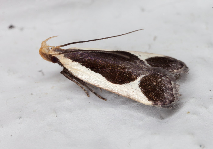 Dichomeris flavocostella Gelechiidae