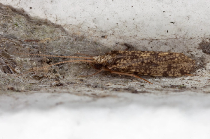 Phylocentropus placidus? Dipseudopsidae
