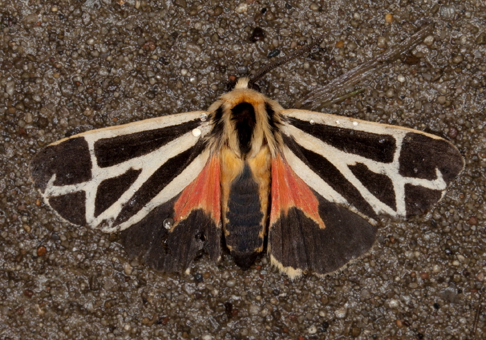 Apantesis nais? Erebidae