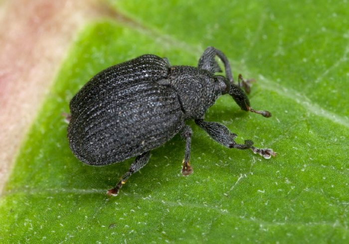 Odontopus calceatus Curculionidae