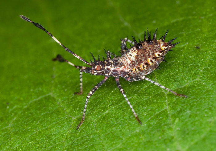 Euthochtha galeator Coreidae