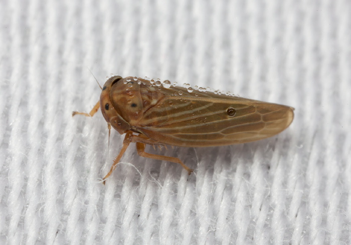Agallia constricta Cicadellidae