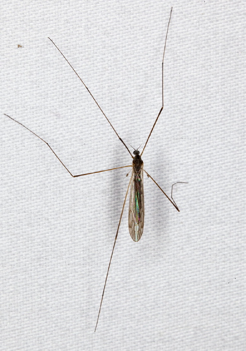 Limonia (Dicranomyia) liberta Limoniidae