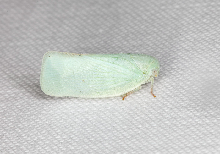 Flatormenis proxima Flatidae