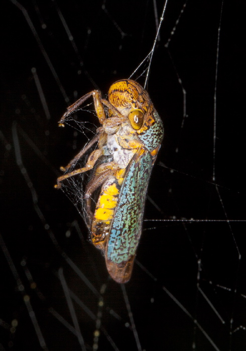 Broad-headed Sharpshooter Cicadellidae
