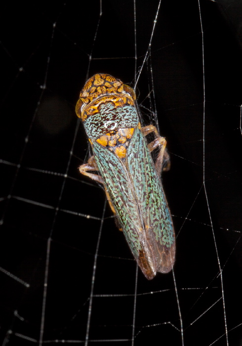 Broad-headed Sharpshooter Cicadellidae