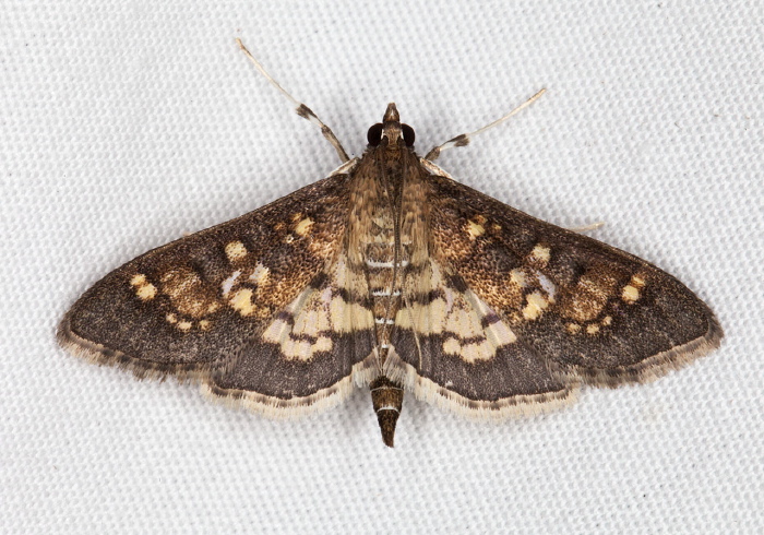 Diacme adipaloides Crambidae