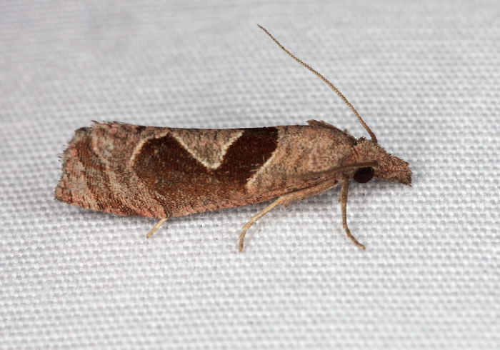 Pelochrista similiana Tortricidae
