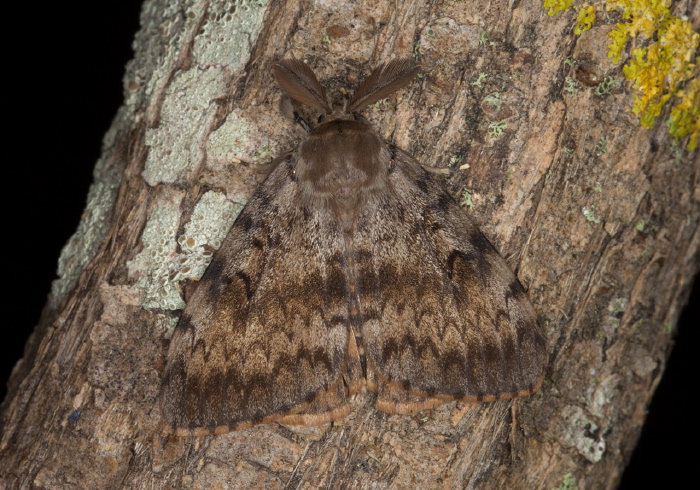 Lymantria dispar Erebidae