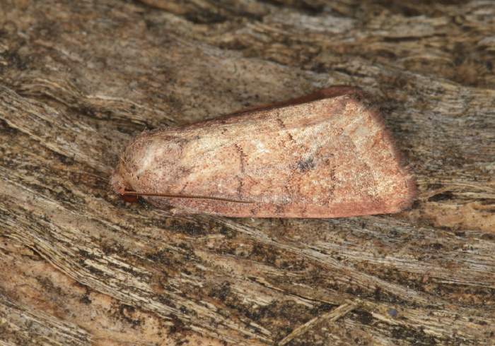 Photedes inops Noctuidae