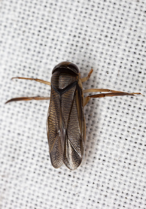   Corixidae