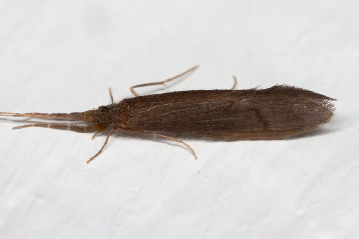   Leptoceridae