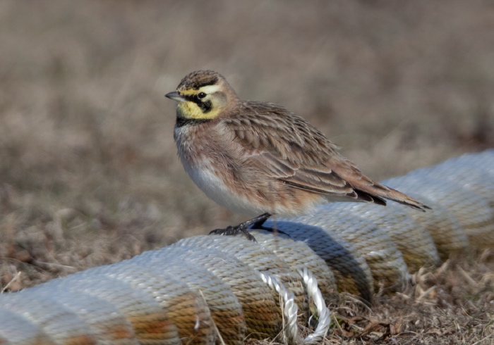 Eremophila alpestris Alaudidae