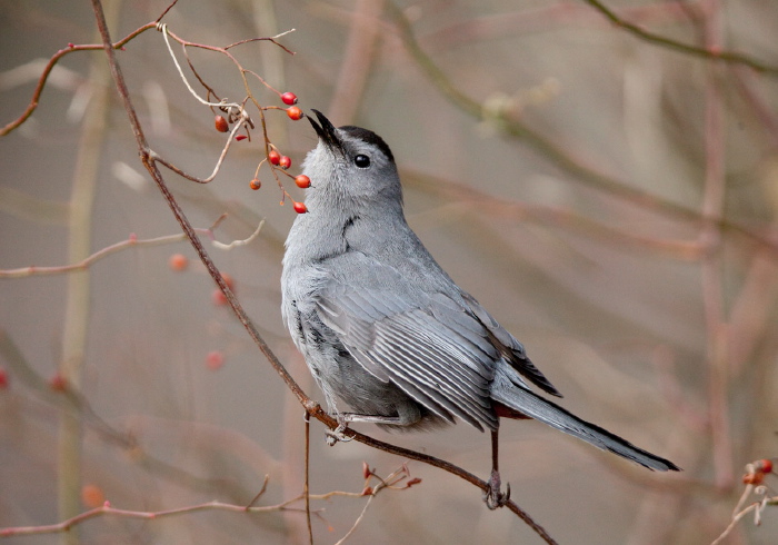 Dumetella carolinensis Mimidae