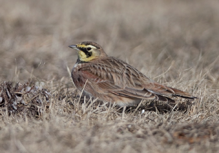 Eremophila alpestris Alaudidae