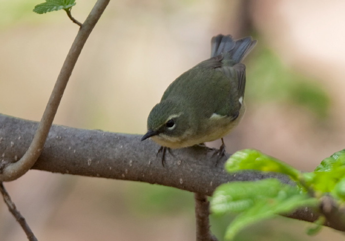 Setophaga caerulescens Parulidae