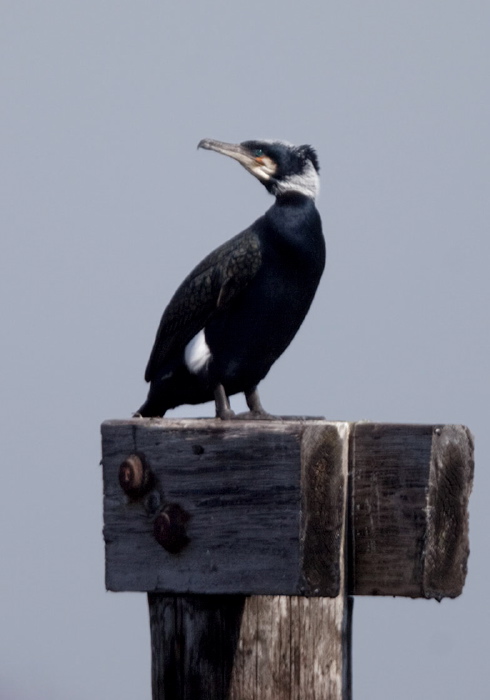 Phalacrocorax carbo Phalacrocoracidae