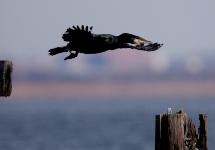 Phalacrocorax carbo Phalacrocoracidae