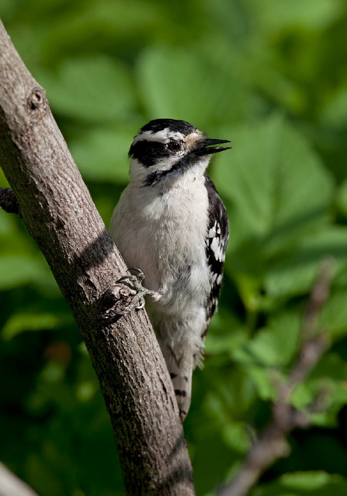 Picoides pubescens Picidae