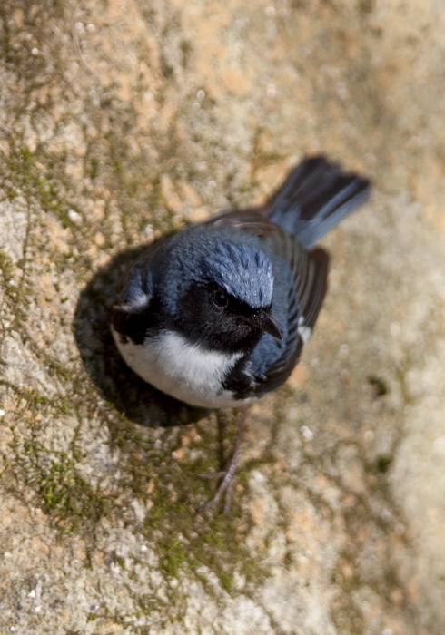 Setophaga caerulescens Parulidae