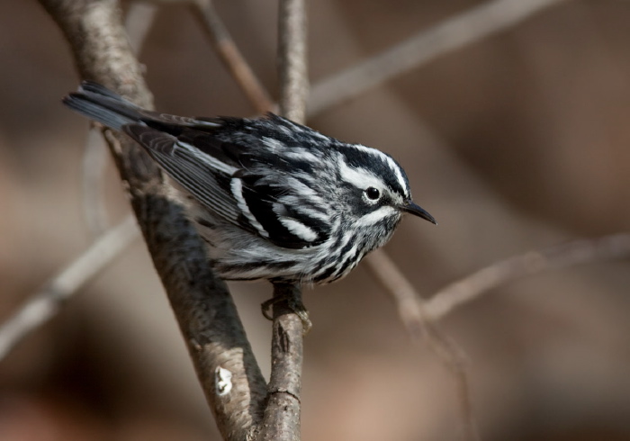 Mniotilta varia Parulidae