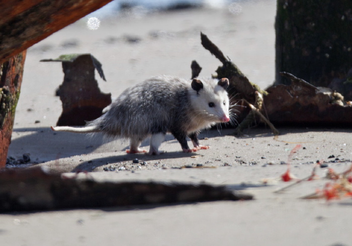 Virginia opossum Didelphidae