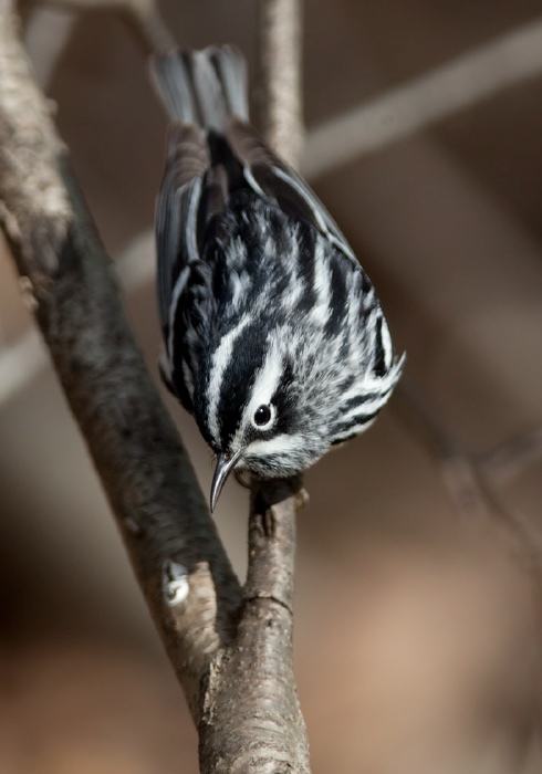 Mniotilta varia Parulidae