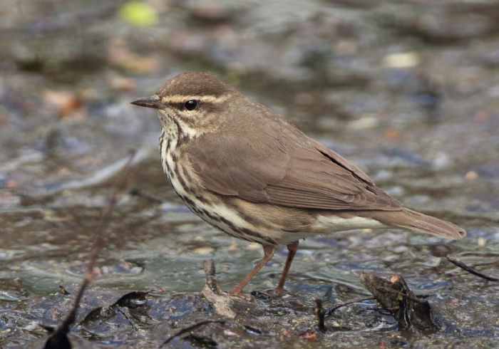 Parkesia noveboracensis Parulidae