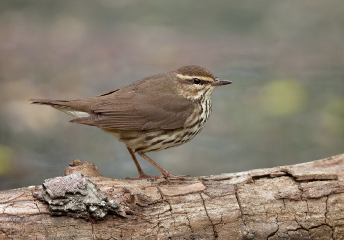 Parkesia noveboracensis Parulidae