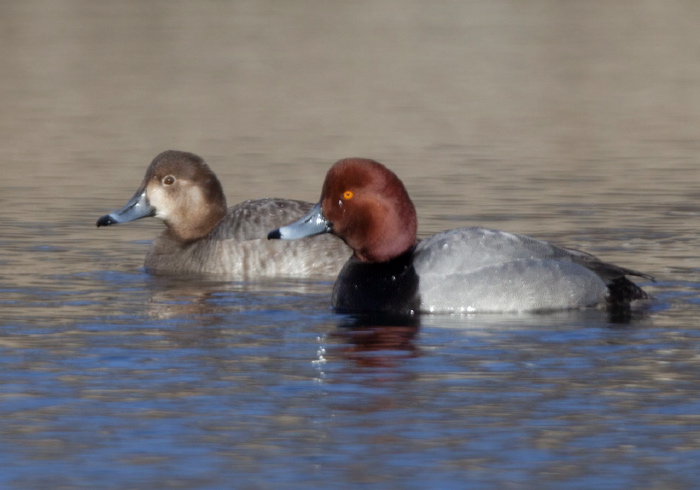 Aythya americana Anatidae