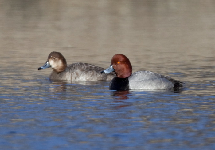 Aythya americana Anatidae