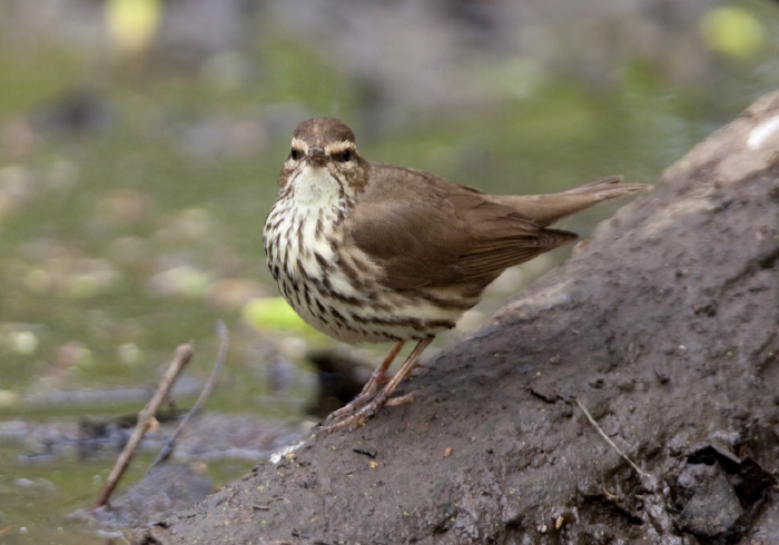 Parkesia noveboracensis Parulidae