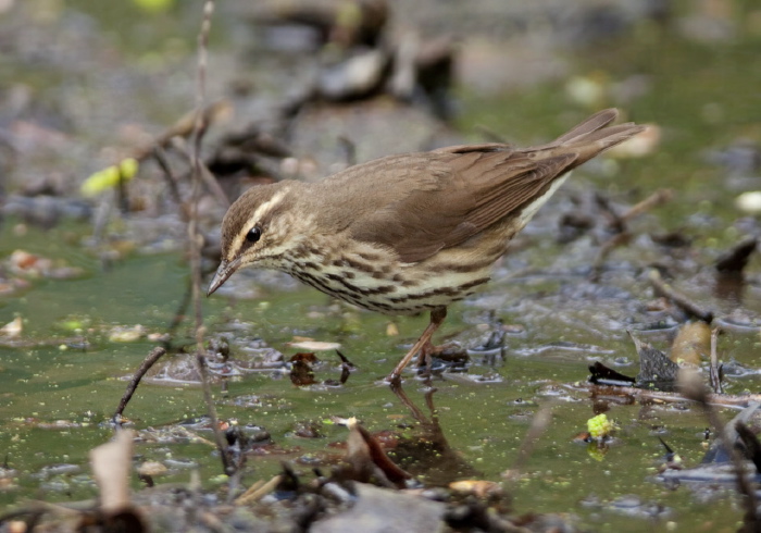 Parkesia noveboracensis Parulidae