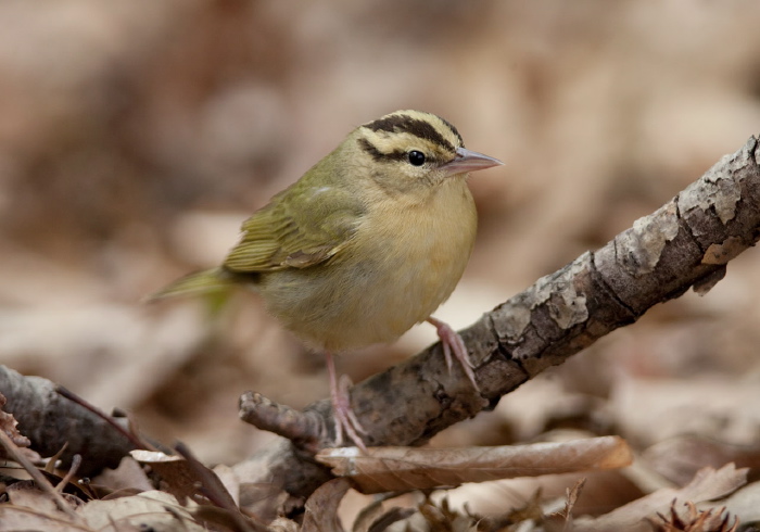 Helmitheros vermivorus Parulidae