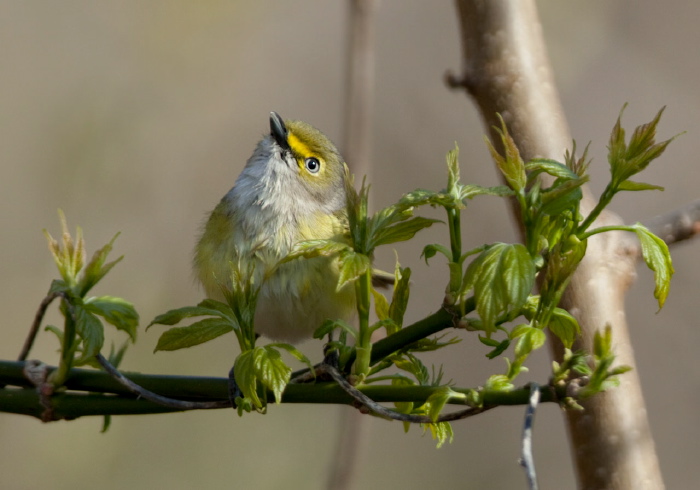 Vireo griseus Vireonidae