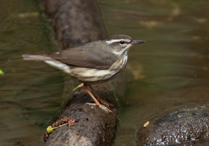 Parkesia motacilla Parulidae