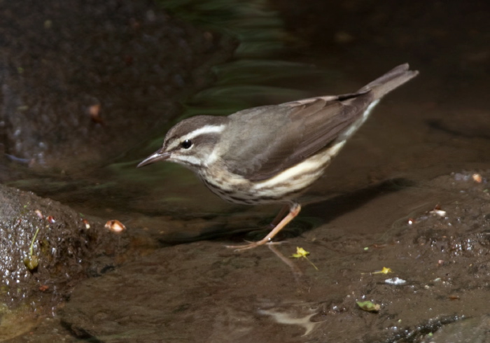 Parkesia motacilla Parulidae