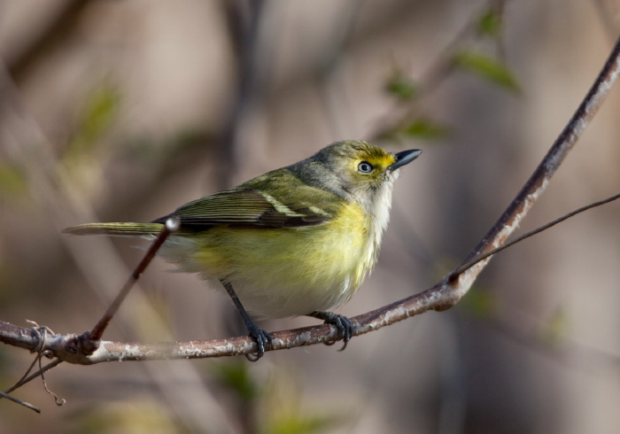 Vireo griseus Vireonidae