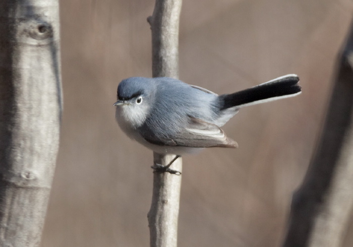 Polioptila caerulea Polioptilidae